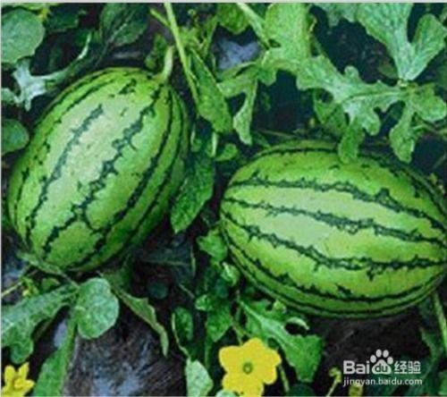 合肥七中网课吃瓜,一场意外的“吃瓜”盛宴