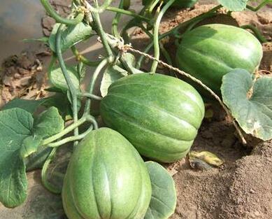 吃瓜香瓜网,揭秘娱乐圈幕后故事，带你领略明星真实生活