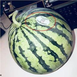 吃瓜网红的各种八卦,吃瓜网红揭秘明星幕后故事