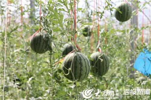 富县网红吃瓜事件视频曝光,视频曝光引发网友热议