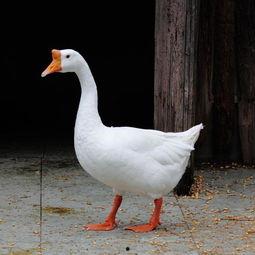 网红鹅鹅的吃瓜视频,网红鹅鹅带你揭秘娱乐圈最新吃瓜大事件